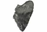 Bargain, Fossil Megalodon Tooth - South Carolina #169328-1